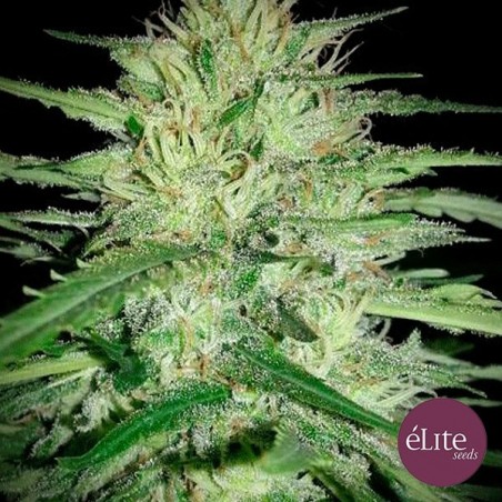 Planta de marihuana