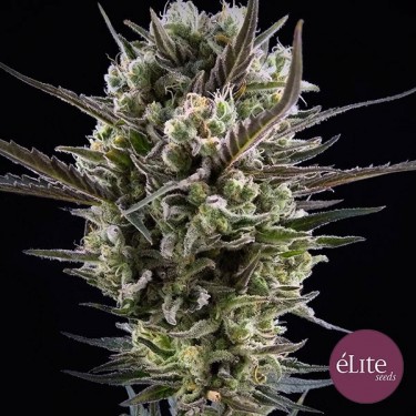 View Semilla Llimonet Haze Clásica CBD planta de marihuana