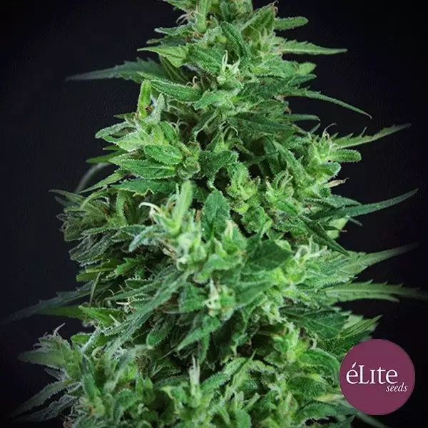 Sicht Semilla Llimonet Haze Ultra CBD planta de marihuana