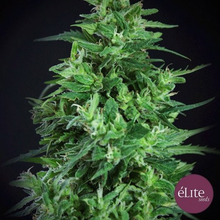 Semilla Llimonet Haze Ultra CBD planta de marihuana