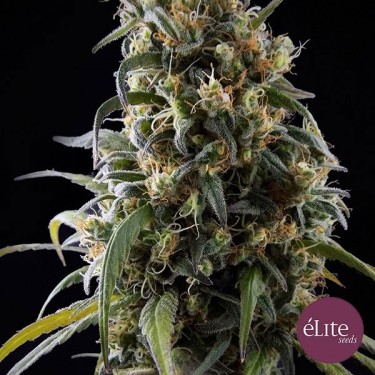 View Planta de marihuana