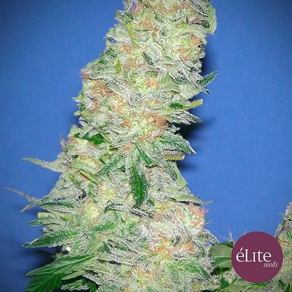 Sicht Planta de marihuana