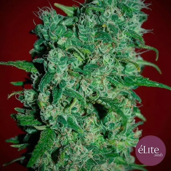 Sicht Planta de marihuana