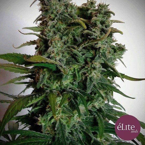 View Planta de marihuana