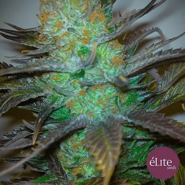 Sicht Planta de marijuana Black Hole