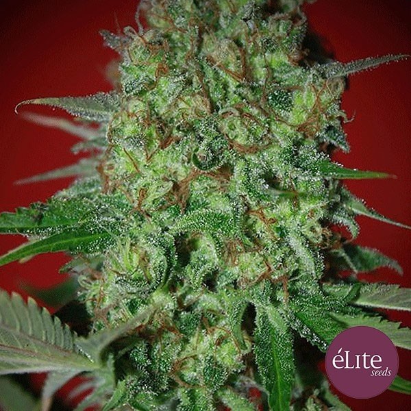 View Planta de marihuana