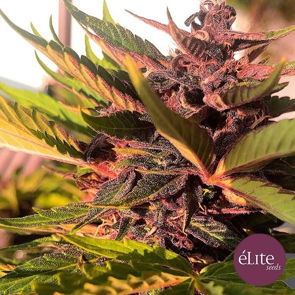 View Planta de marihuana
