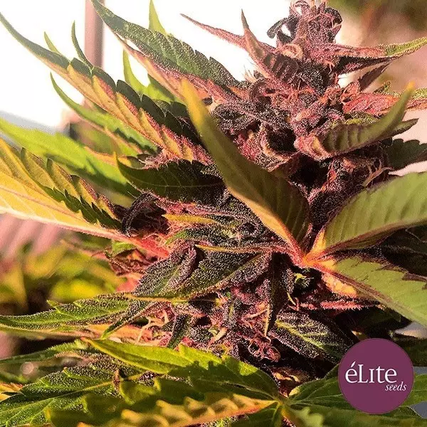 Sicht Planta de marihuana