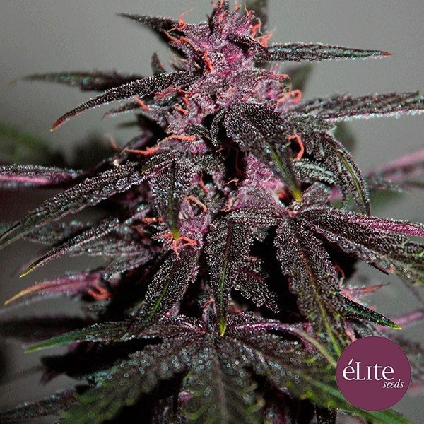View Planta de marihuana