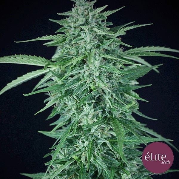 View Planta de marihuana