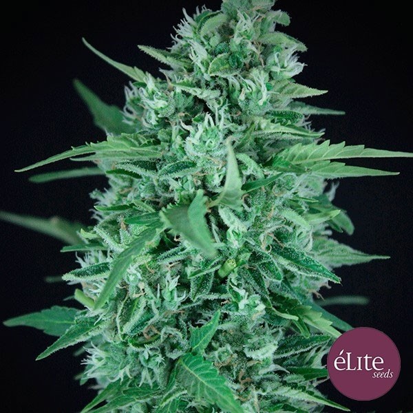 View Planta de marihuana