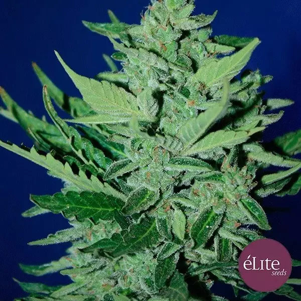 Sicht Goliat Auto planta de marihuana