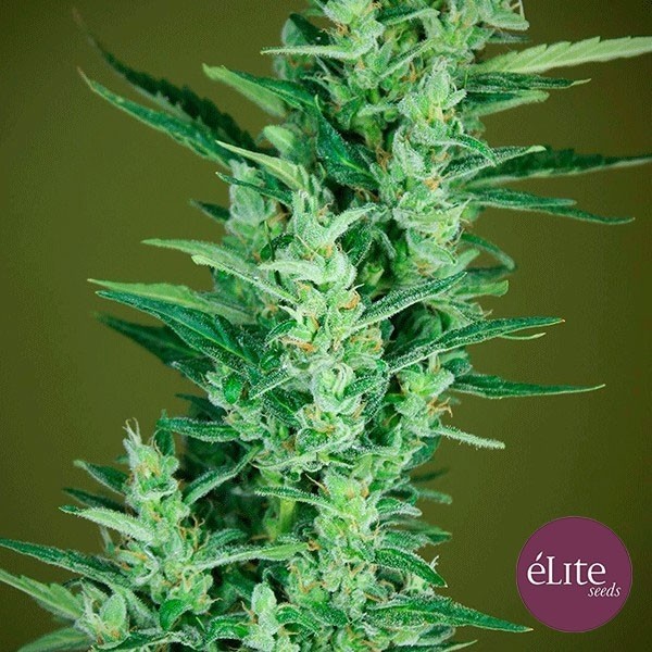 View Planta de marihuana