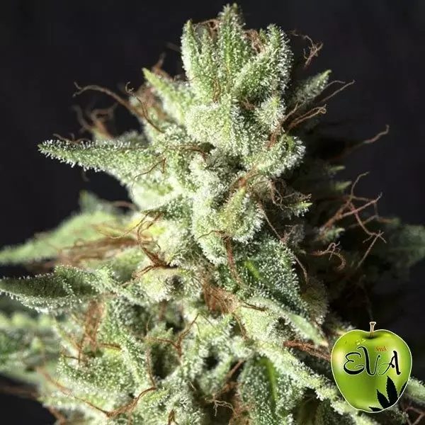 Sicht Gorilla Candy planta de marihuana