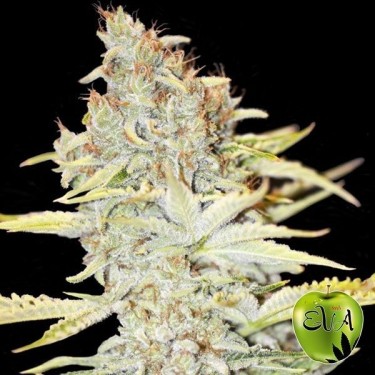 View Planta de marihuana