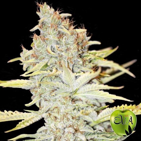View Planta de marihuana