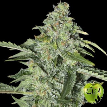TNT Kush CBD