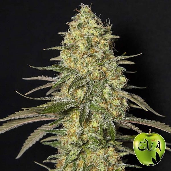 View Planta de marihuana