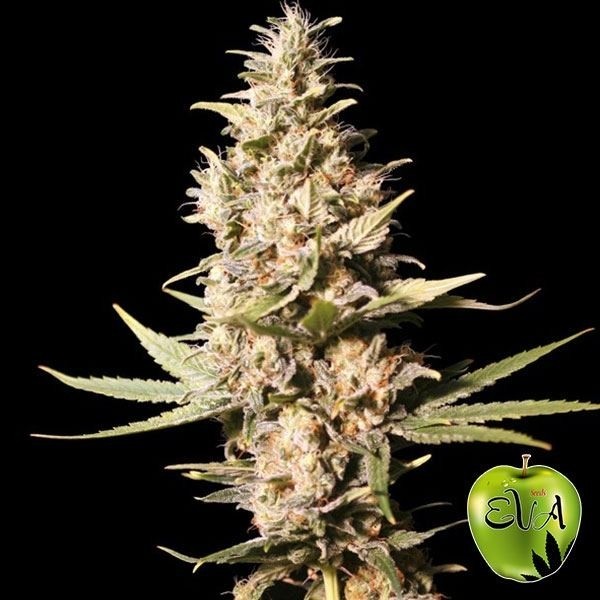View Planta de marihuana