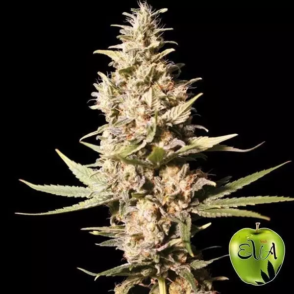 Sicht Planta de marihuana