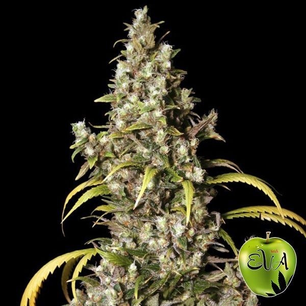 View Planta de marihuana