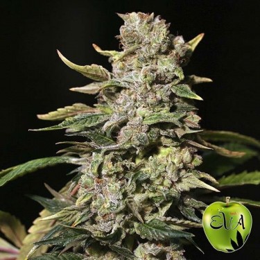 View TNT Kush planta de marihuana