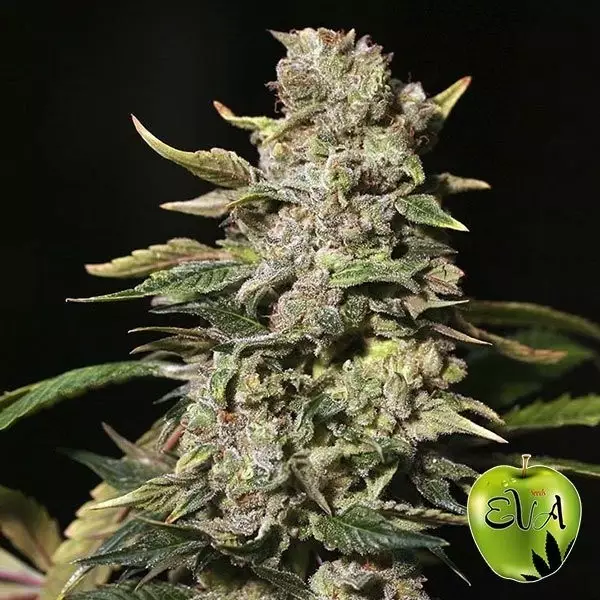 Sicht TNT Kush planta de marihuana