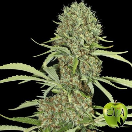Jamaican Dream Marihuana-Pflanze