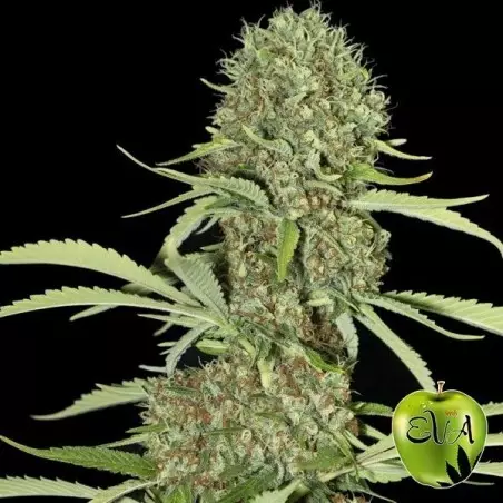 Jamaican Dream Marihuana-Pflanze