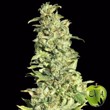 View High Level Eva Seeds planta de marihuana