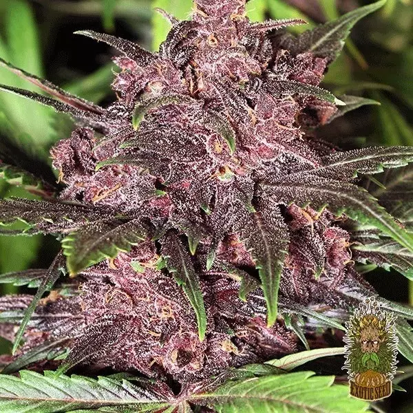 Sicht Planta de marihuana Black Haze Auto