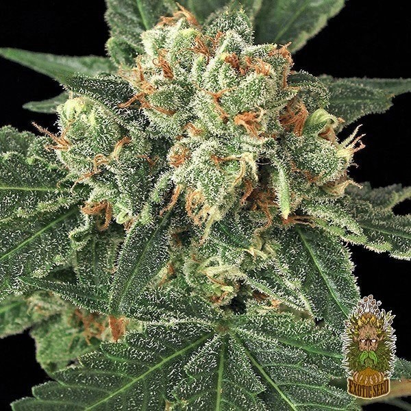 View Planta de marihuana
