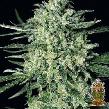 View Planta de marihuana