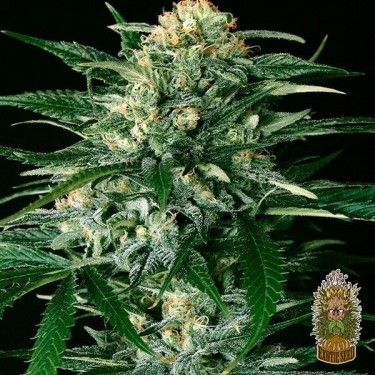 View Planta de marihuana