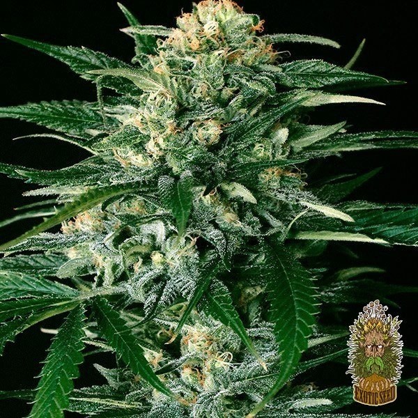 View Planta de marihuana