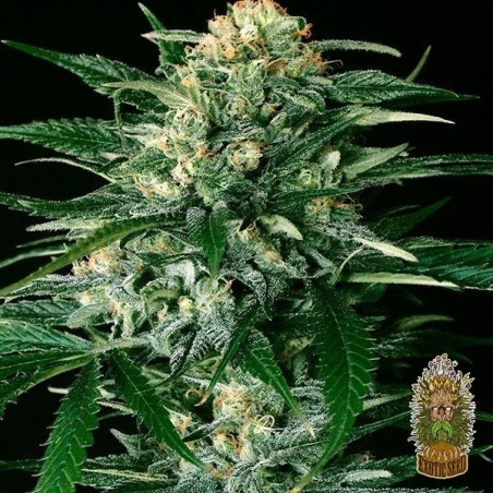 Planta de marihuana