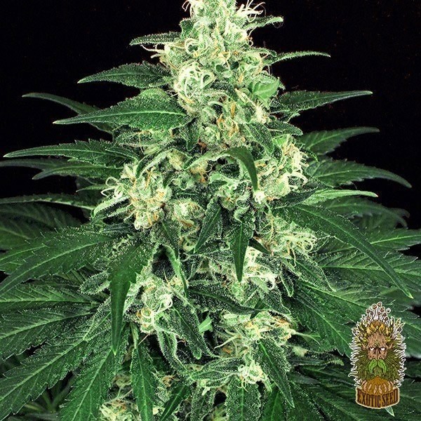 View Planta de marihuana