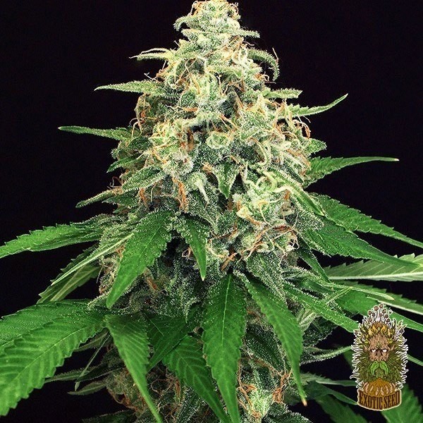 View Planta de marihuana