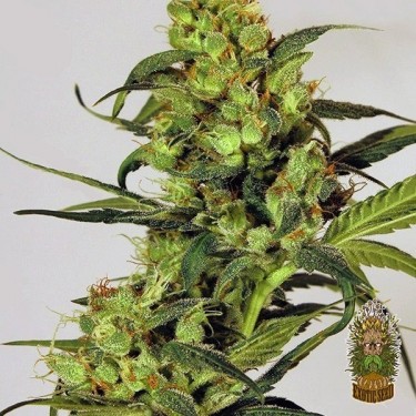 View Planta de marihuana