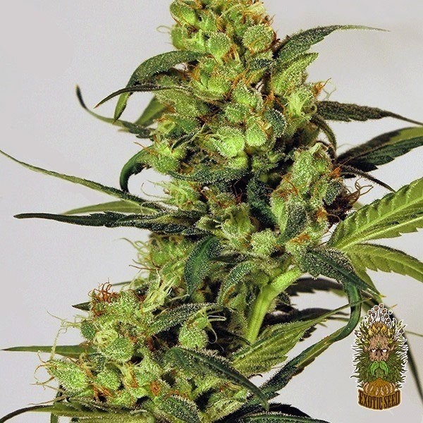View Planta de marihuana