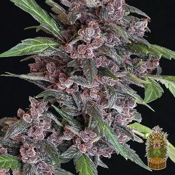 Sicht Planta de marihuana