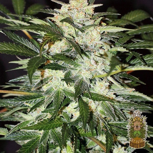 View Planta de marihuana