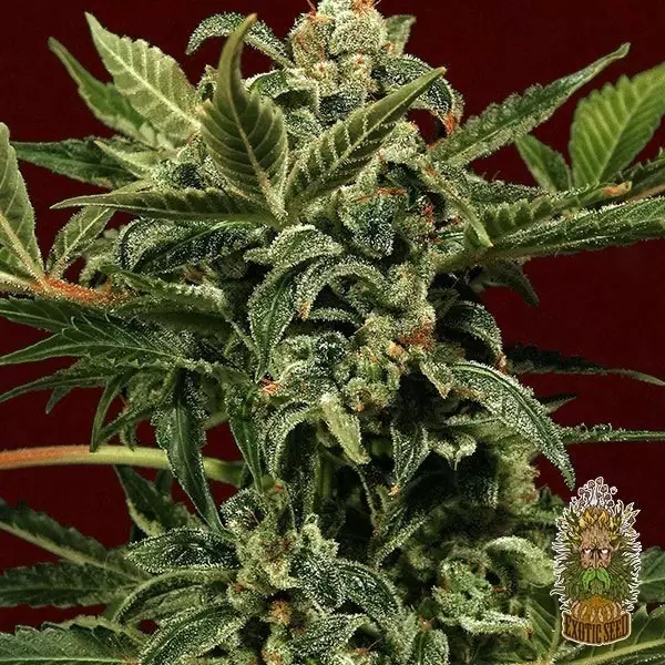 Sicht Planta de marihuana