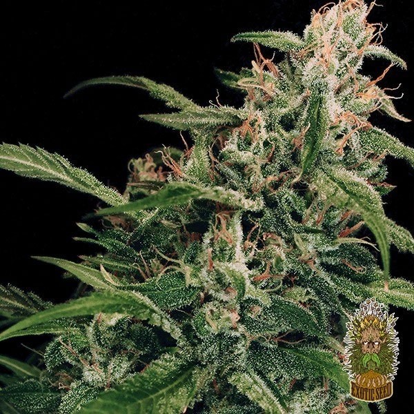 View Planta de marihuana