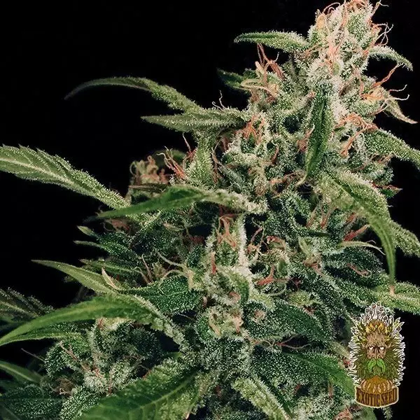 Sicht Planta de marihuana