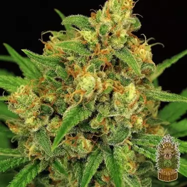 Semillas Regulares Tangerine Kush