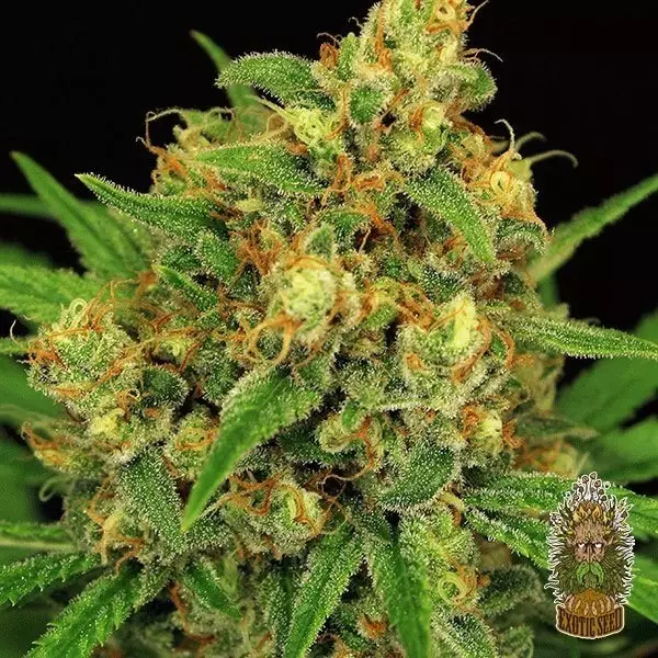 Semillas Regulares Tangerine Kush