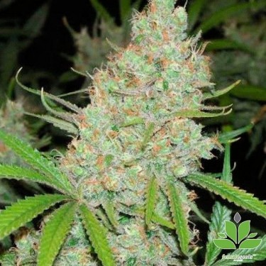 View Planta de marihuana