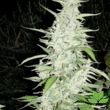 View Planta de marihuana
