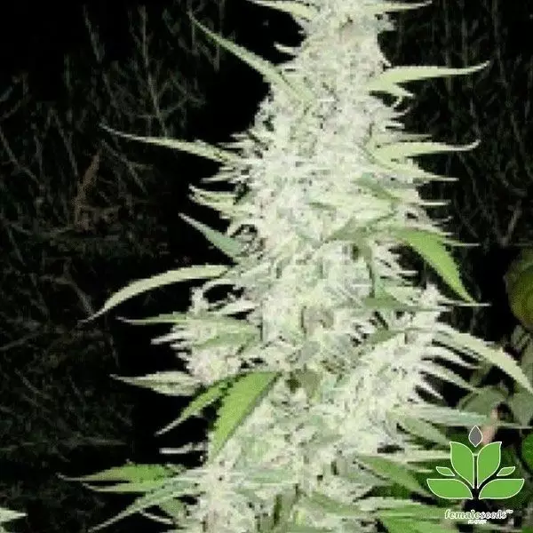 Sicht Planta de marihuana